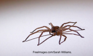 huntsman-spider-1388614-638x418